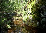 Gladöskogens naturreservat.