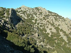 Чагарники дубу вільхолистого (Quercus alnifolia)