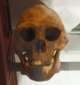 Crânio de Homo erectus