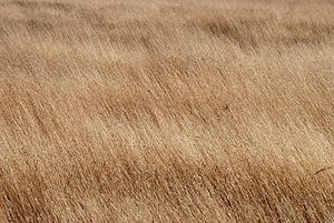 Dry harvest-field of Aegilops sp.