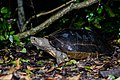 Adulte, parc national de Kaeng Krachan, Thaïlande