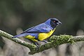 Hooded mountain tanager