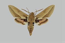 Hyles apocyni