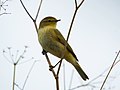 Miniatura para Phylloscopus ibericus