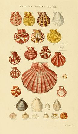 Зображення молюсків Великої Британії: 14. Similipecten similis