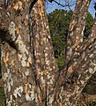 Bark of the Indian goosebery.