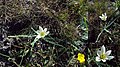 Ipheion vittatum