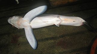 The maist distinctive featurs o the langfin mako shairk are its lairge pectoral fins