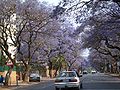 Jacaranda-Bäume in der Innenstadt von Pretoria