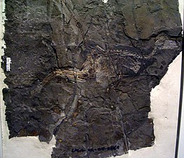 מאובן של ג'ינפנגופטריקס, דינוזאור מנוצה מליאונינג. החלק העליון מראה זנב דינוזאורי ארוך עם רישומי נוצות.