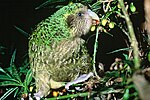 Kākāpō feeding on poroporo fruit