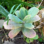 Kalanchoe marmorata.