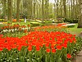 Tulipae apud Hortos Keukenhof.