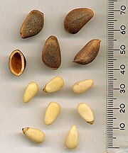 180px-KoreanPineSeeds.jpg