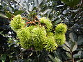 Unripe rambutan fruits in the Philippines