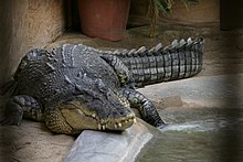Large saltwater crocodile in park Large crocodile in park.jpg