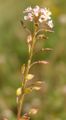 Graskers (Lepidium graminifolium)