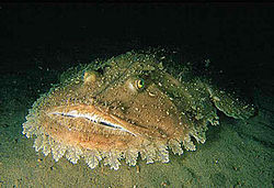 Lophius budegassa.