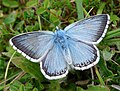 Miniatura para Polyommatus coridon