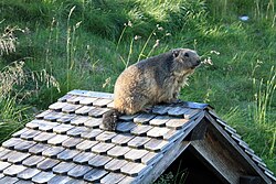 Bobak (her fra en schweizisk dyrepark)