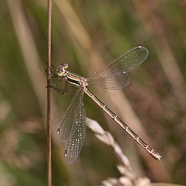 Migrant spreadwing Lestes barbarus ♀ Belgium