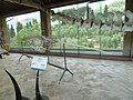 Esqueleto dun narval. Museo de Historia Natural. Universidade de Pisa