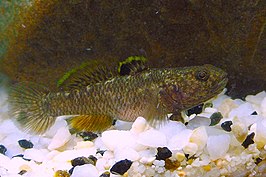 Mugilogobius latifrons