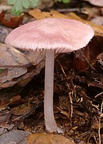 Miniatura para Mycena rosea