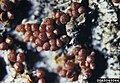 Nectria coccinea 1. jpg