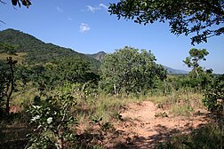 Paysage de miombo au Malawi.