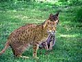 La pelaige de l Ocicat se assemelha bastante la dua jaguatirica (Leopardus pardalis).