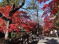 お堀端の紅葉