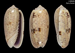 Oliva emeliodina