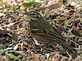 The olive-backed pipit has a supercilium drop.