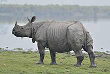 The Indian rhinoceros (Rhinoceros unicornis) is a monotypic species. One horn Rhino in Kaziranga national park.jpg