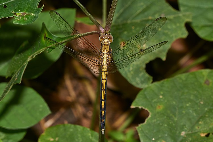 Стрекоза Orthetrum luzonicum