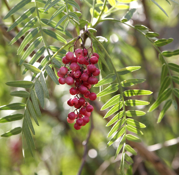 Ficheiro:Peppercorns02.jpg