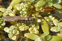 Mdudu mabawa-msuko (Perla marginata)