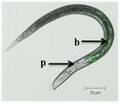 Miniatura para Photorhabdus luminescens