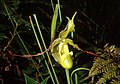 Ilgalapė vyžūnė (Phragmipedium longifolium)