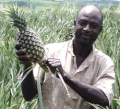 A farmer with a pineapple he has grown