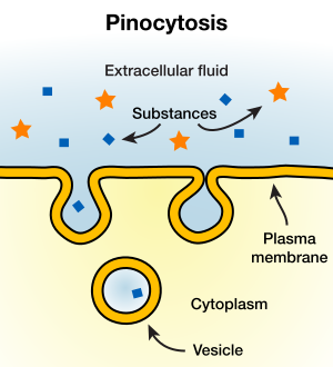 300px-Pinocytosis.svg.png