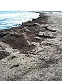 Los restos de posidonia se mantienen en la playa.