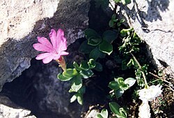 Primula integrifolia (pyrenees).JPG