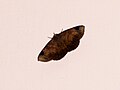 Psimada quadripennis (Aganainae)