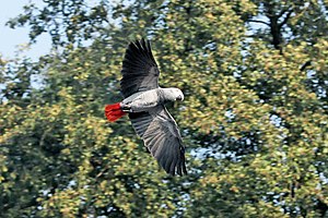 A Congo African Grey Parrot flying. Deutsch: G...