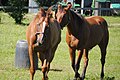 2016年5月30日 (月) 03:36時点における版のサムネイル