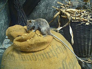 Hüsroot (Rattus rattus) LC - least concern (ei trüüwet)