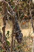 Reuzenkameleon (Furcifer oustaleti)