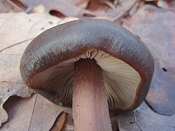 Rhodocollybia butyracea051207D.jpg